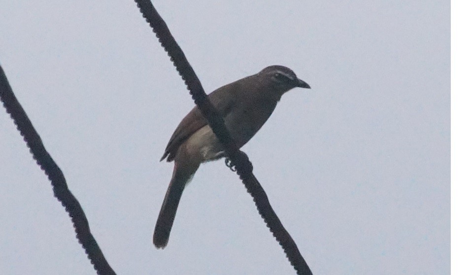 White-browed Bulbul - Jouko Haapamaa