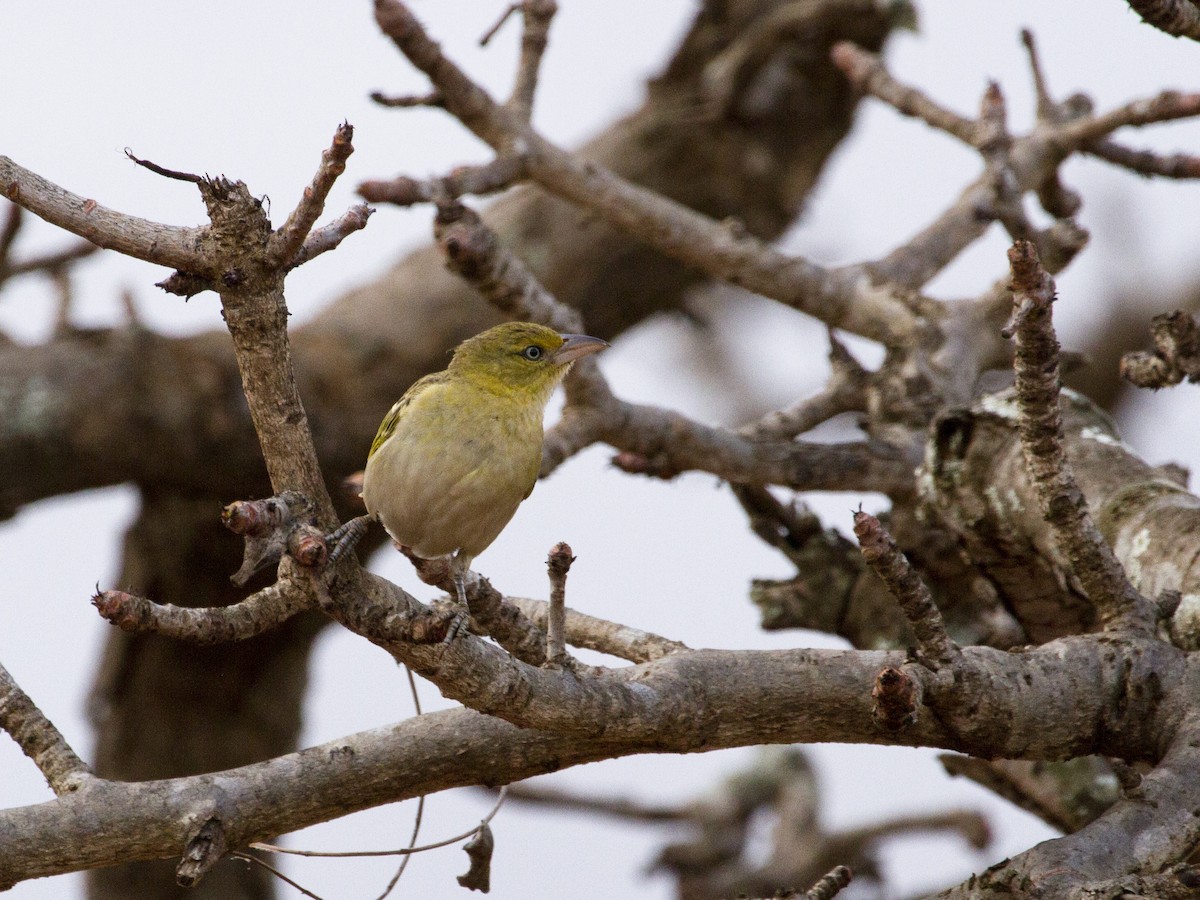 Lesser Masked-Weaver - ML138951331