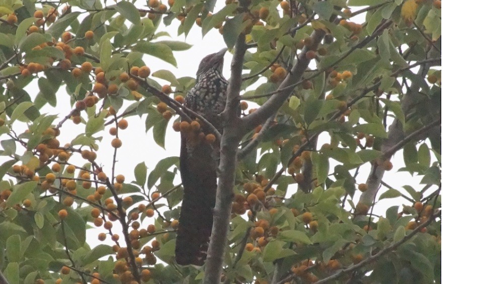 Asian Koel - Jouko Haapamaa