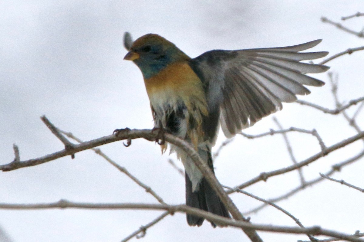 Lazuli Bunting - ML138951981