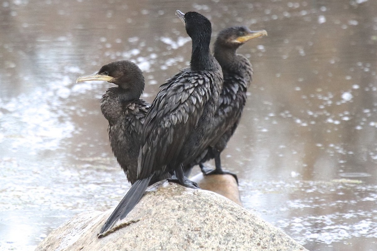 Neotropic Cormorant - ML138952261