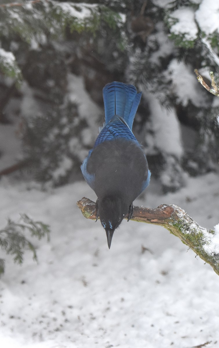 Steller's Jay (Coastal) - ML138952371