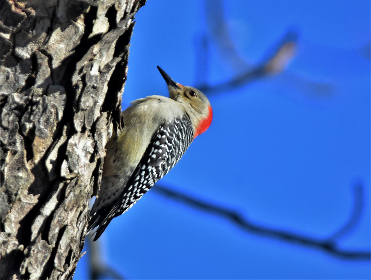 Red-bellied Woodpecker - ML138952731