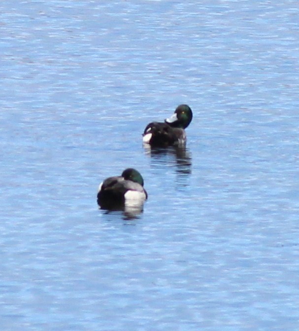 Greater Scaup - Debby Parker