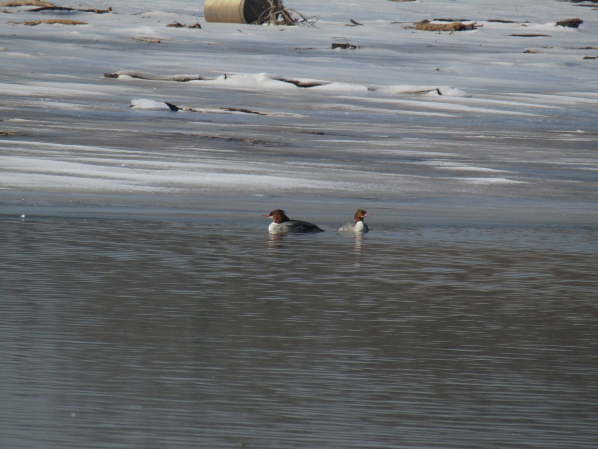 Common Merganser - Miles Marshall