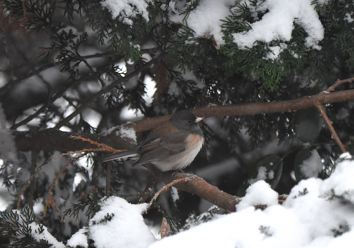 Dark-eyed Junco (Oregon) - ML138953361