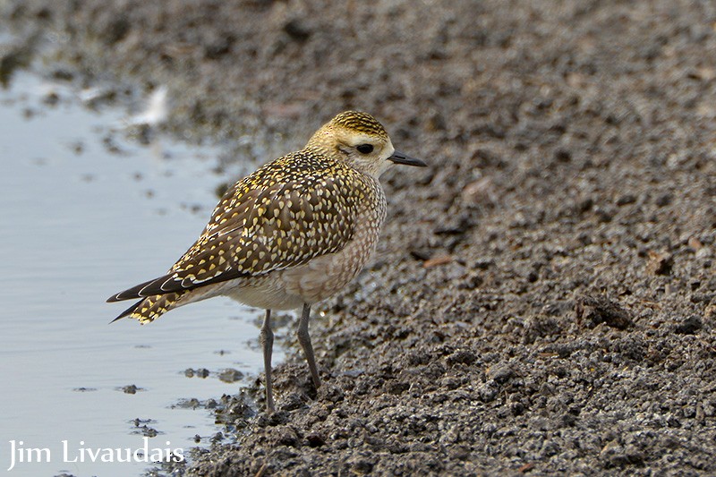 American Golden-Plover - ML138954741