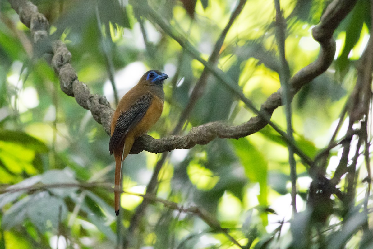 trogon kasumba - ML138954811