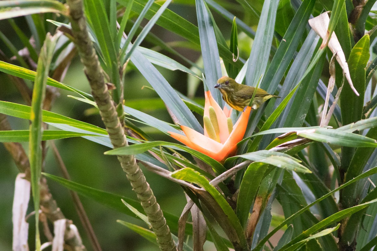 Yellow-breasted Flowerpecker - ML138956441