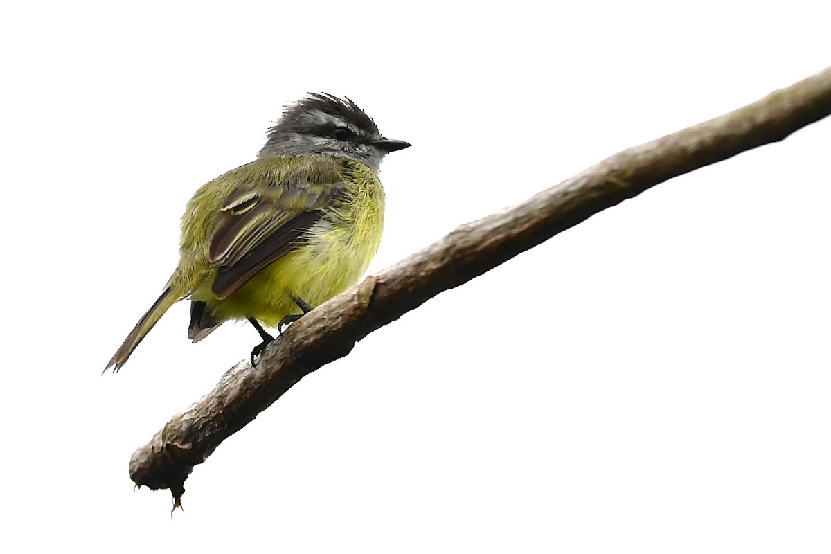 Sooty-headed Tyrannulet - ML138956731