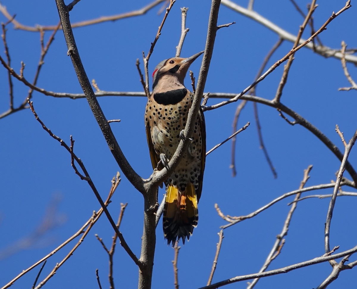 Northern Flicker - ML138958931