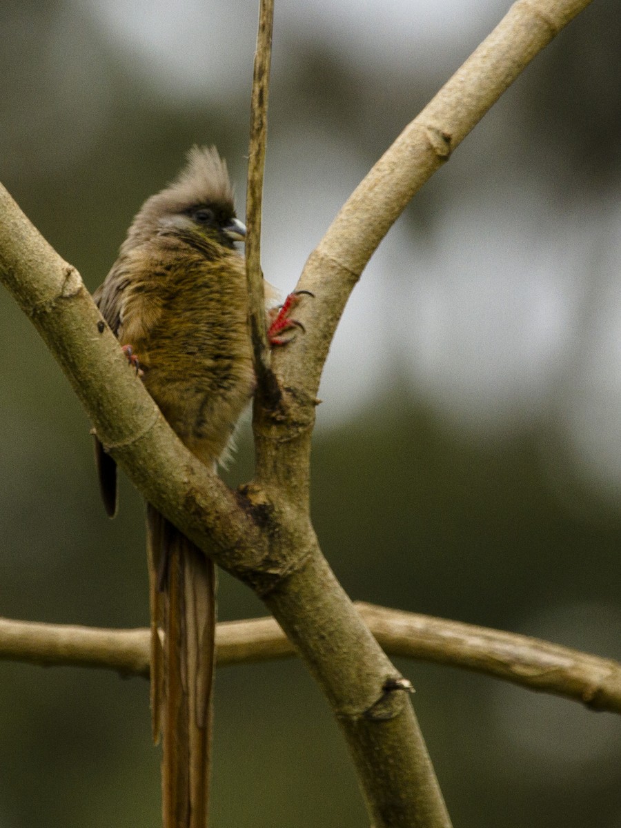 Braunflügel-Mausvogel - ML138961791