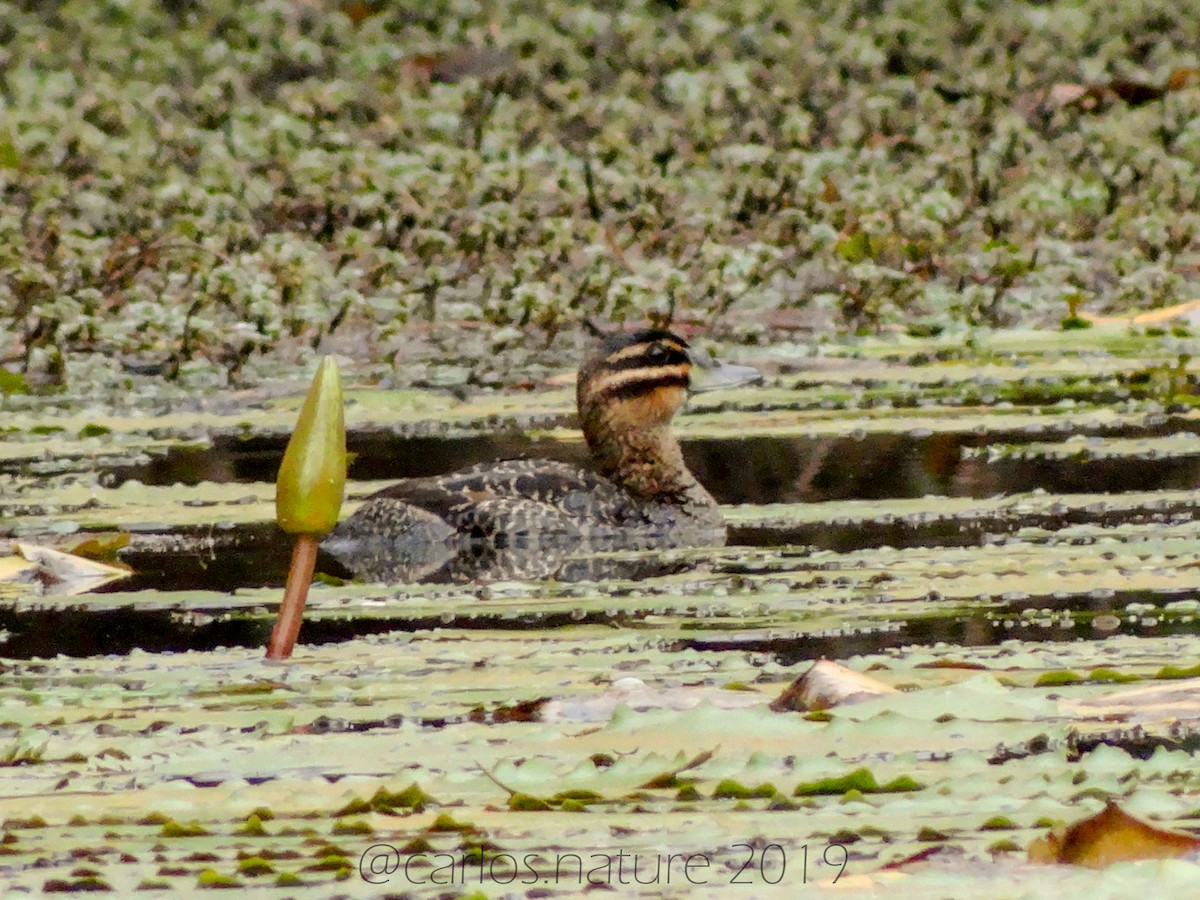 Masked Duck - ML138961931