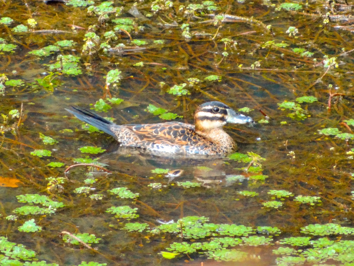 Masked Duck - ML138962131