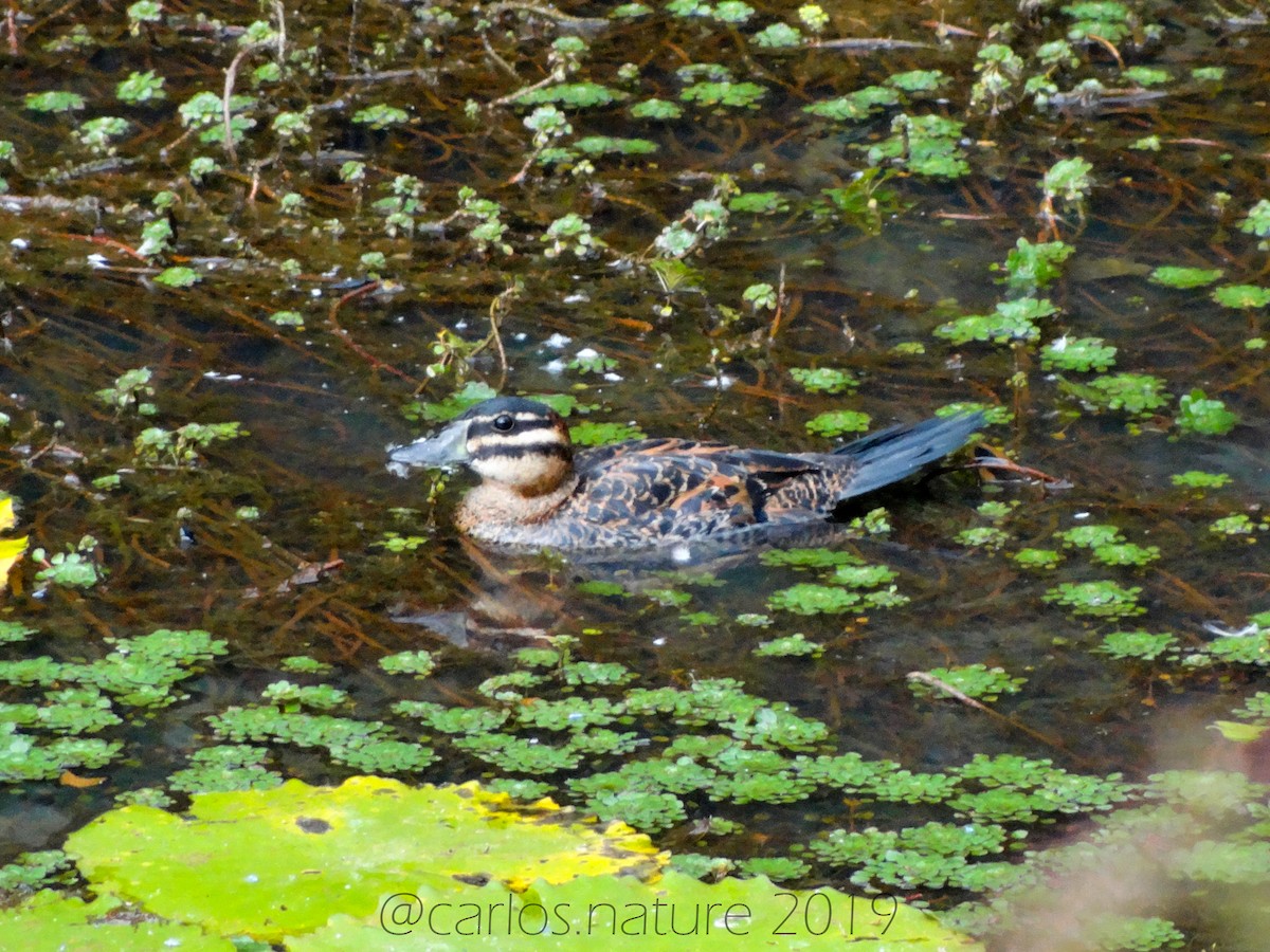 Masked Duck - ML138962181