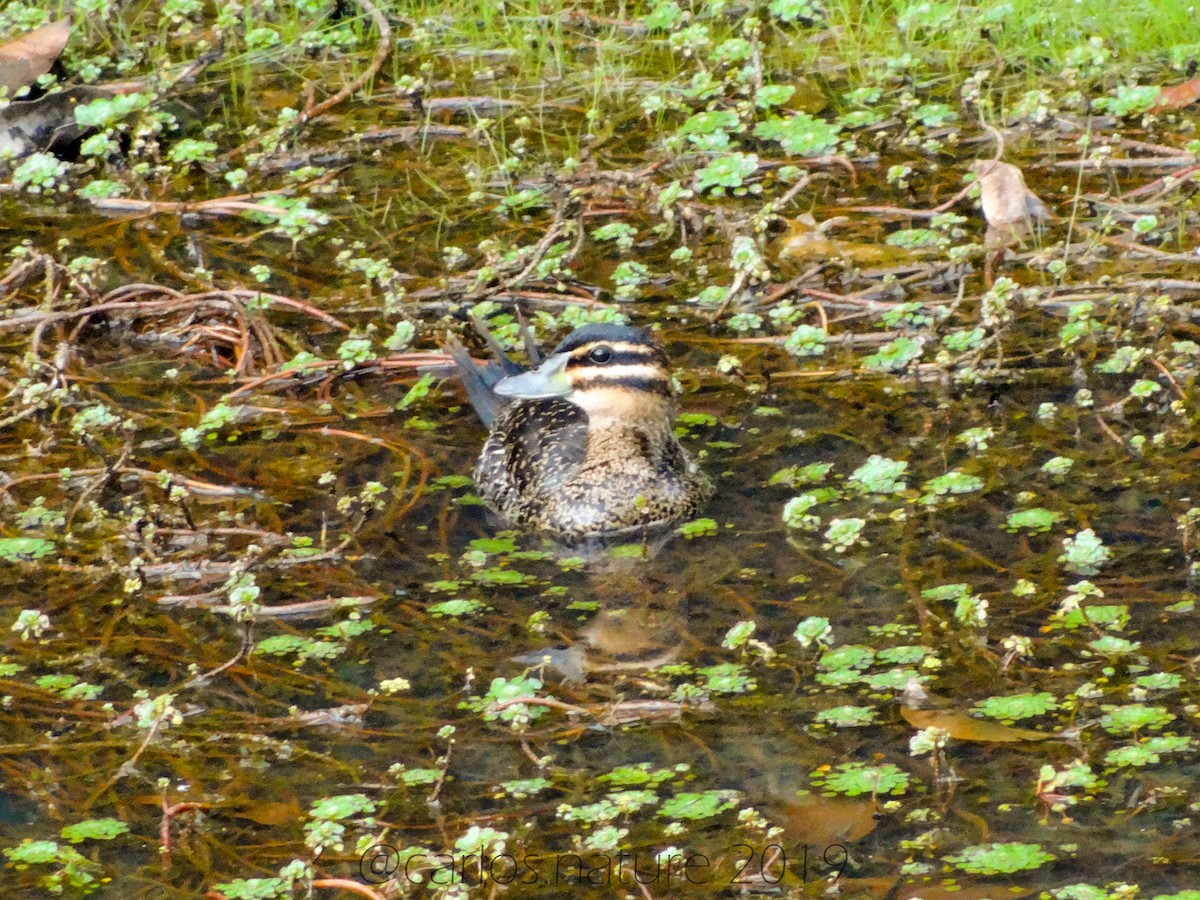 Masked Duck - ML138962221