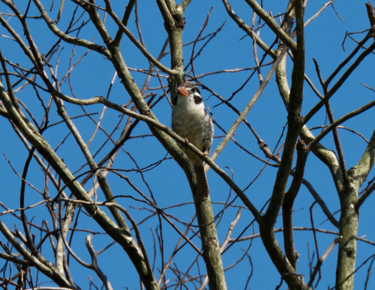 White-eared Puffbird - ML138962471