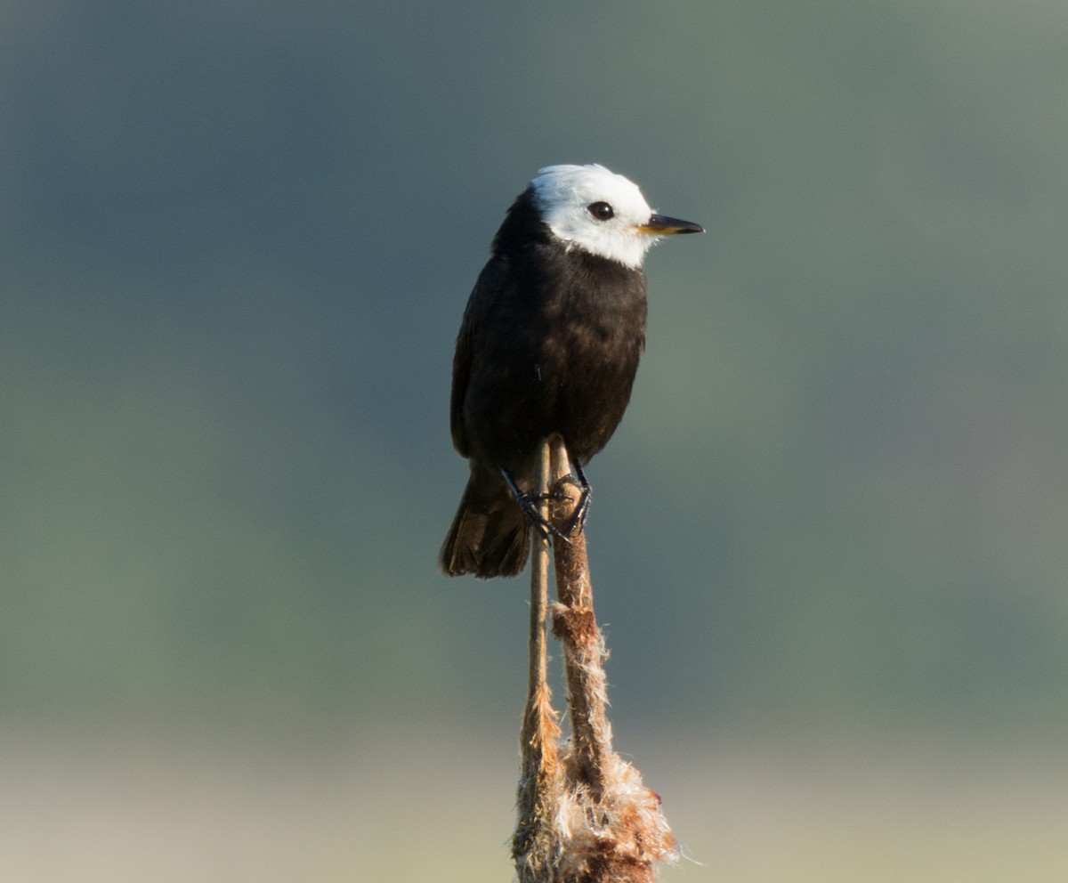 White-headed Marsh Tyrant - ML138962701