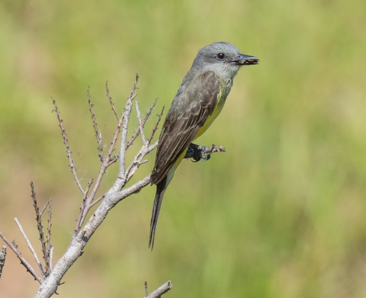 Tropical Kingbird - ML138962741