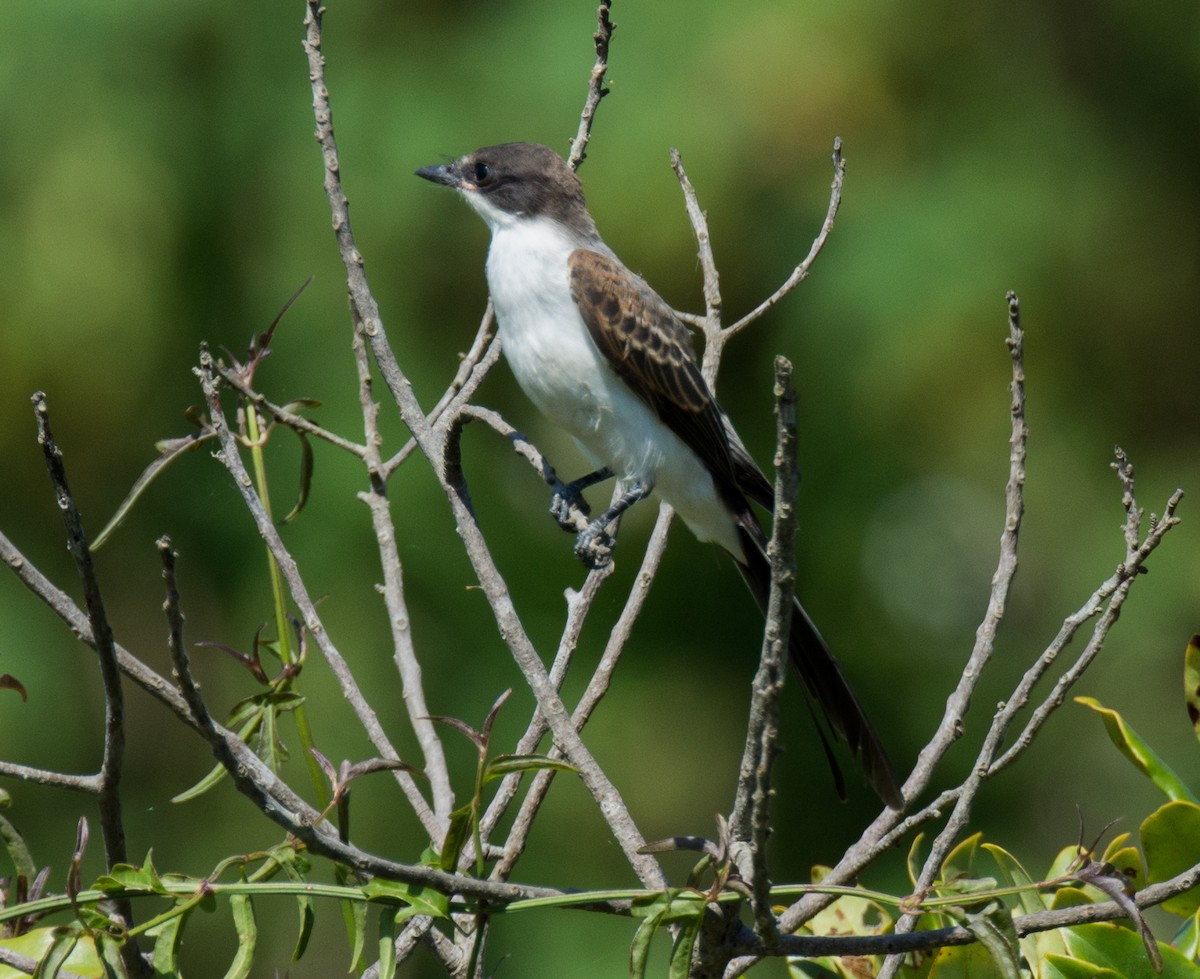 Gabelschwanz-Königstyrann - ML138962801