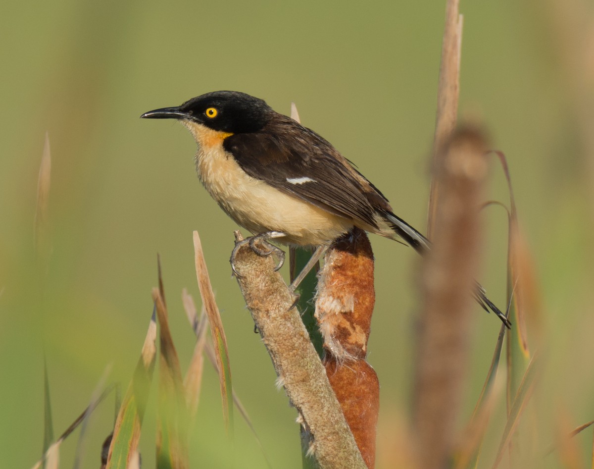 Black-capped Donacobius - ML138962841