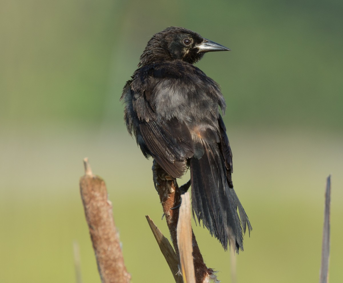 Unicolored Blackbird - ML138963161