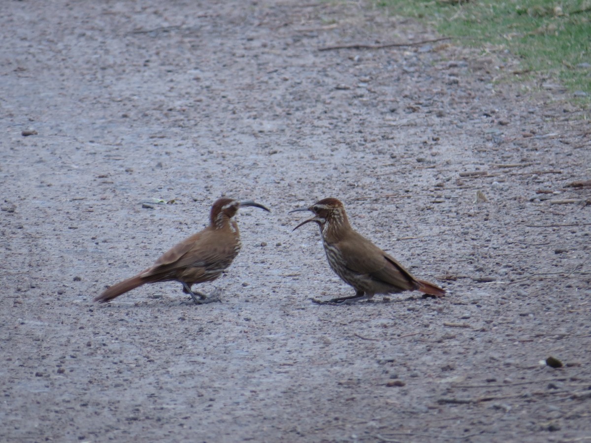 Scimitar-billed Woodcreeper - ML138963251