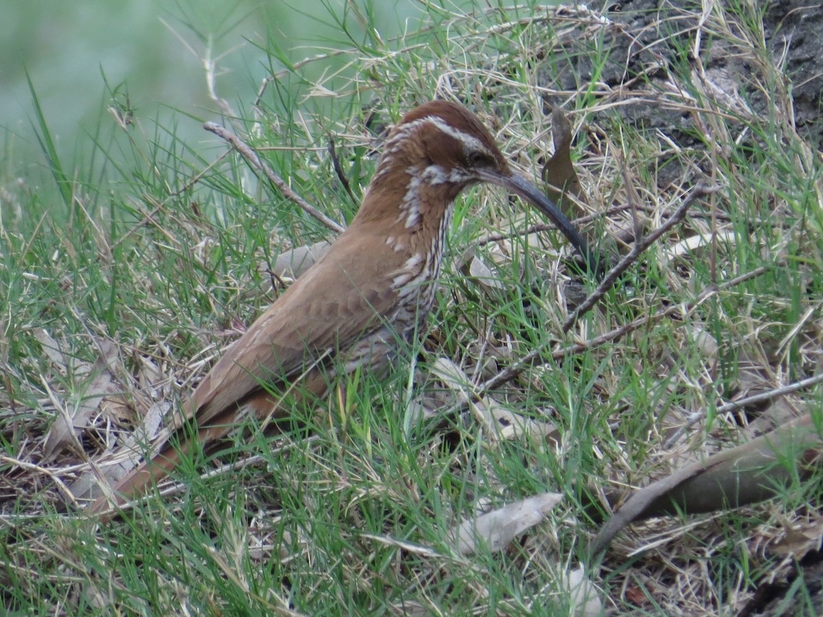 Scimitar-billed Woodcreeper - ML138963521