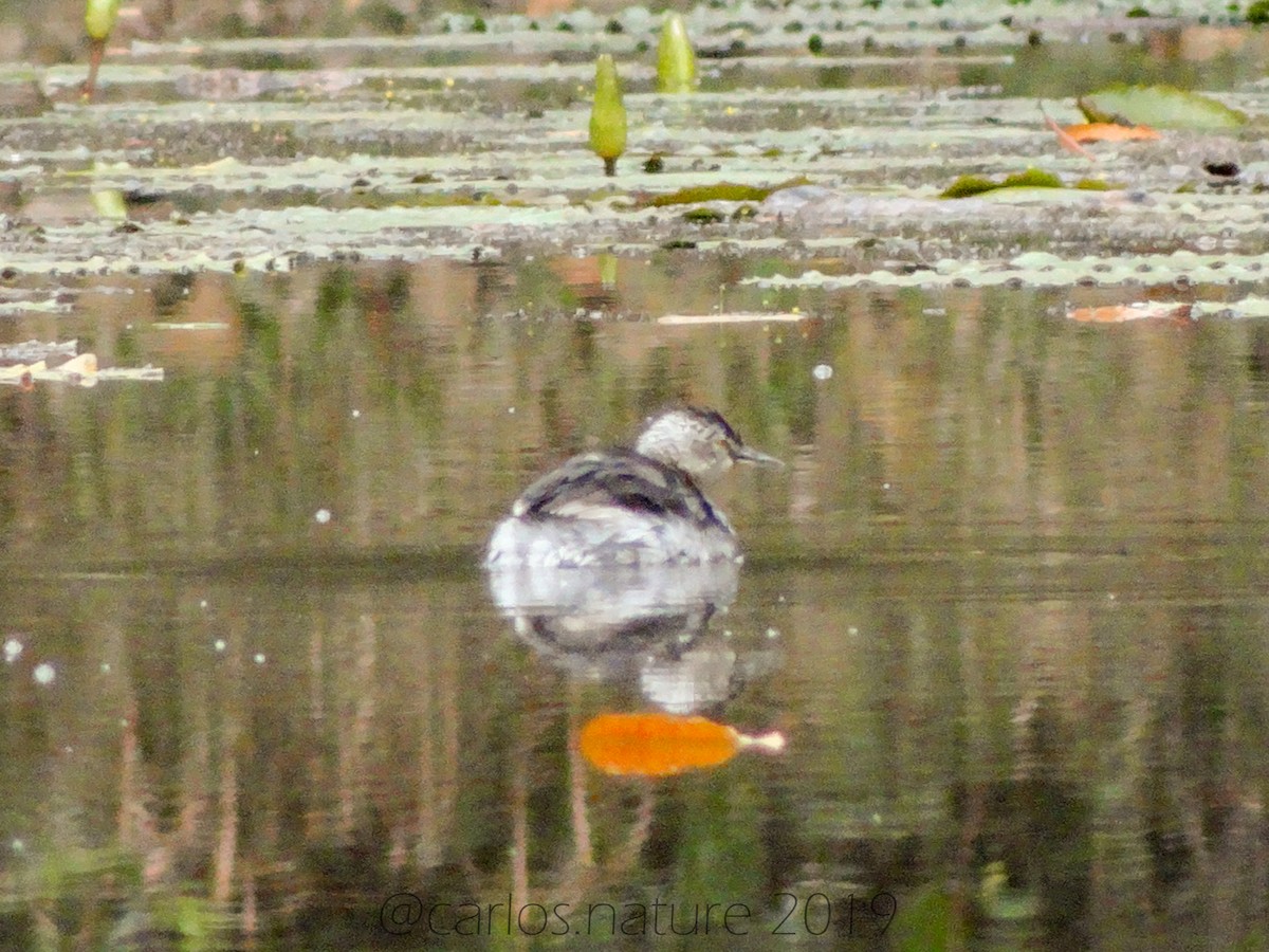 Least Grebe - ML138963661