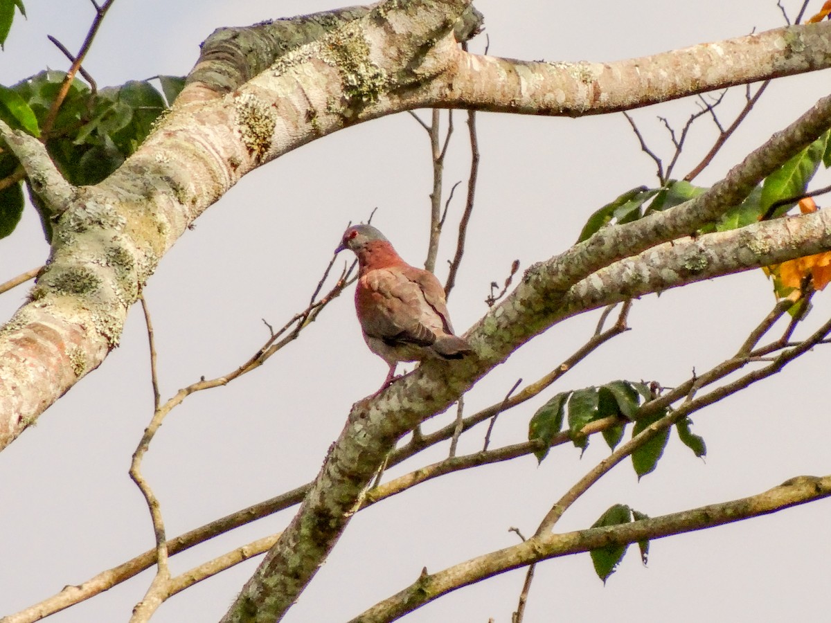 Pale-vented Pigeon - Anonymous