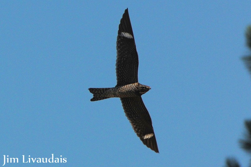 Common Nighthawk - ML138965001