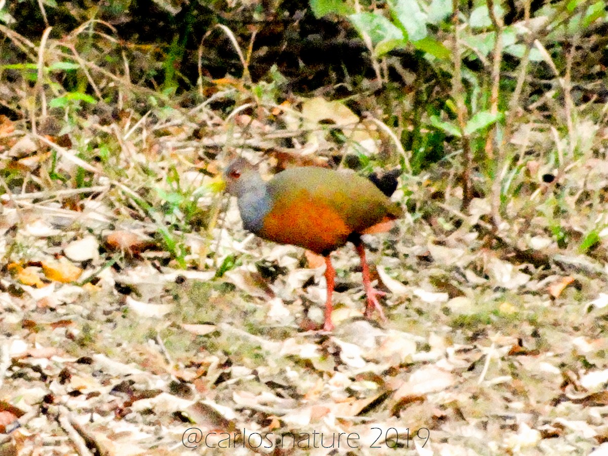 Gray-cowled Wood-Rail - Anonymous