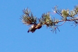 Brown-headed Nuthatch - Kelly Krechmer