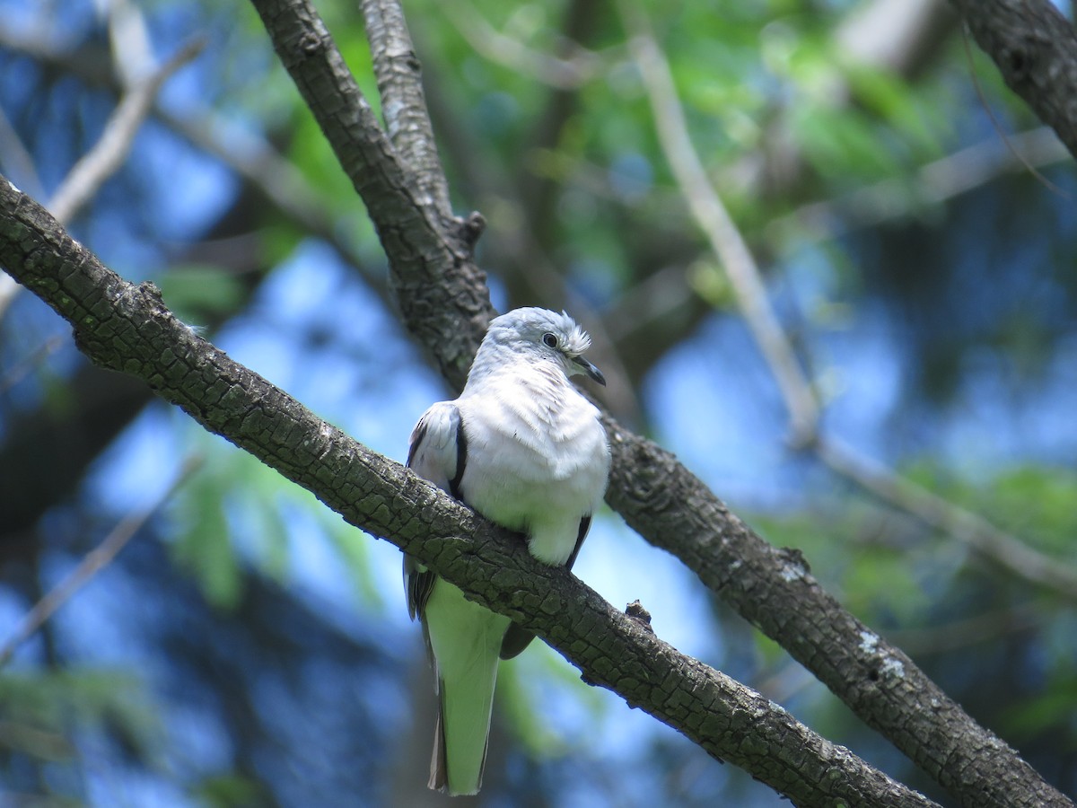 Picui Ground Dove - ML138965911