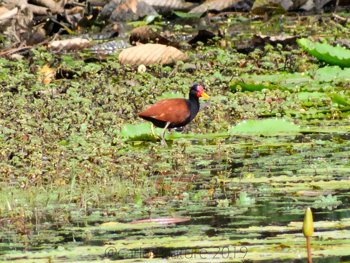 Wattled Jacana - ML138966031