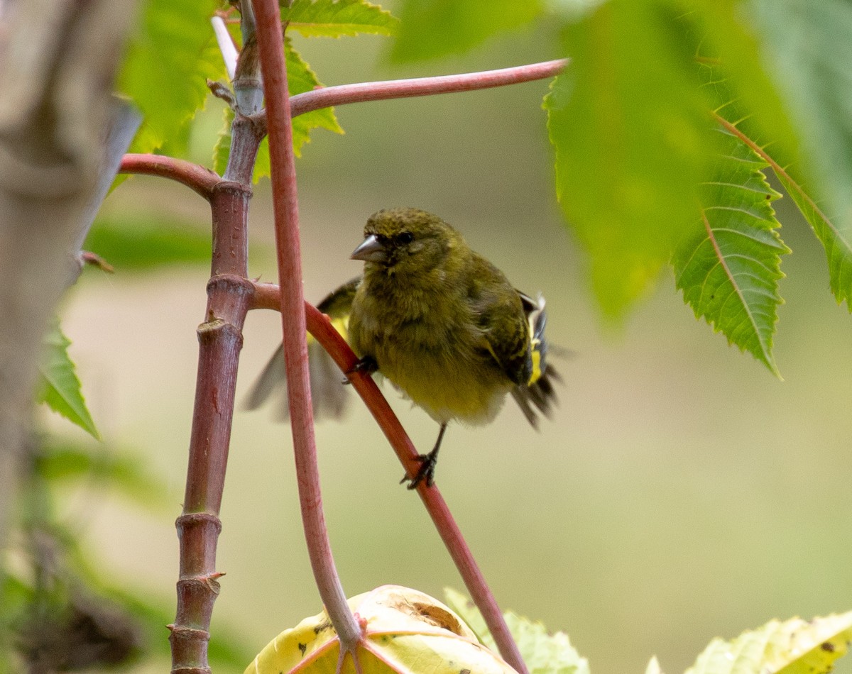 Hooded Siskin - Susan Mac