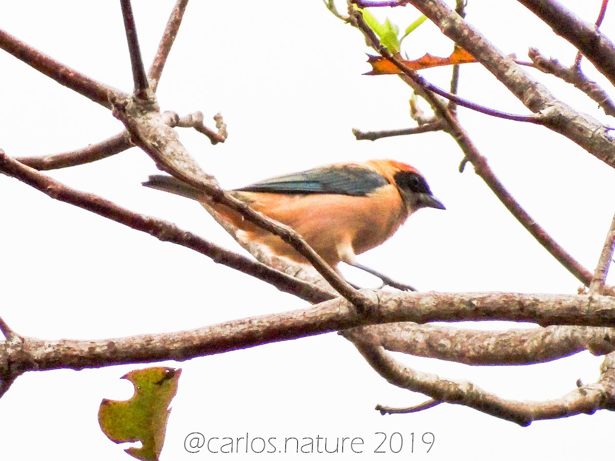 Burnished-buff Tanager - Anonymous