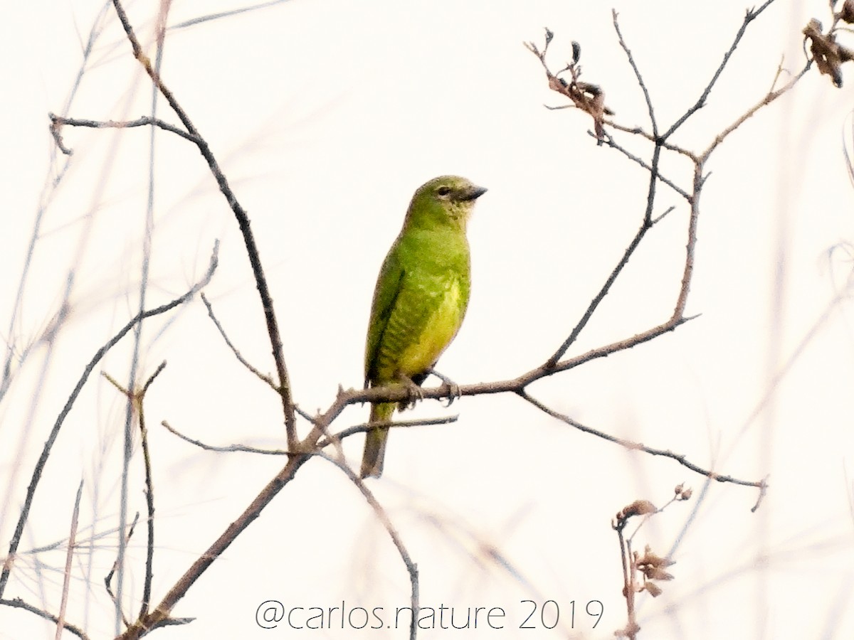 Swallow Tanager - Anonymous