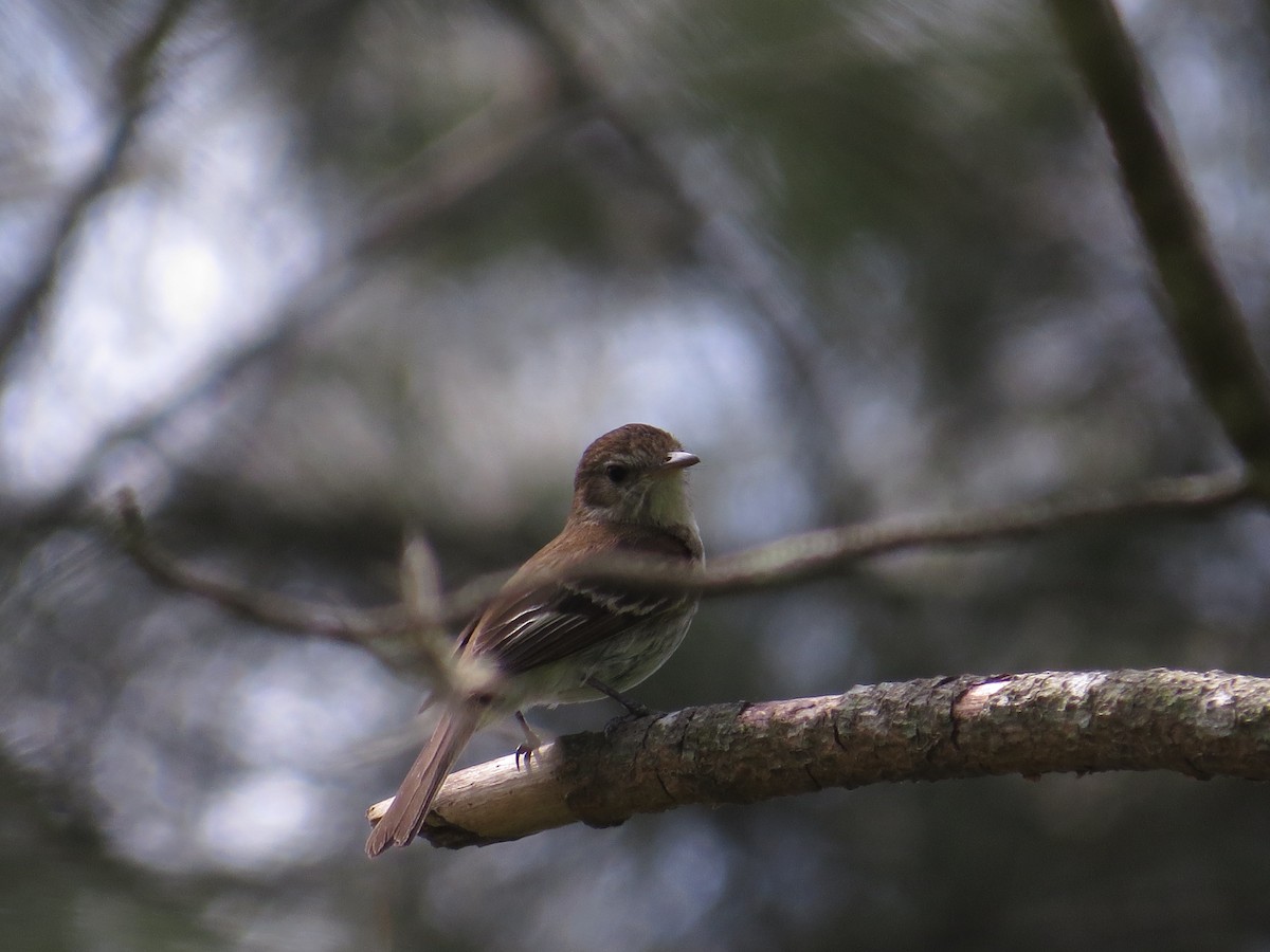 Bran-colored Flycatcher - ML138966581