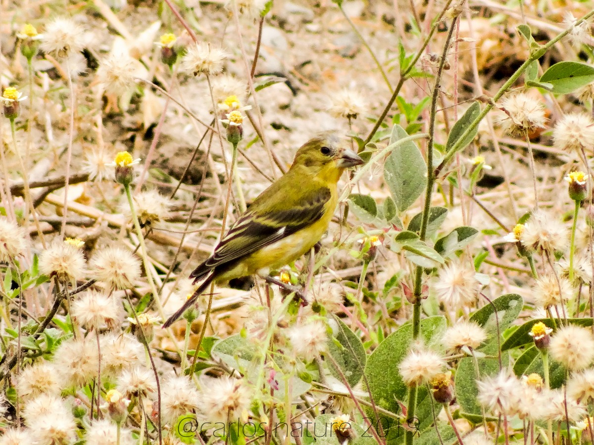 Lesser Goldfinch - ML138966631