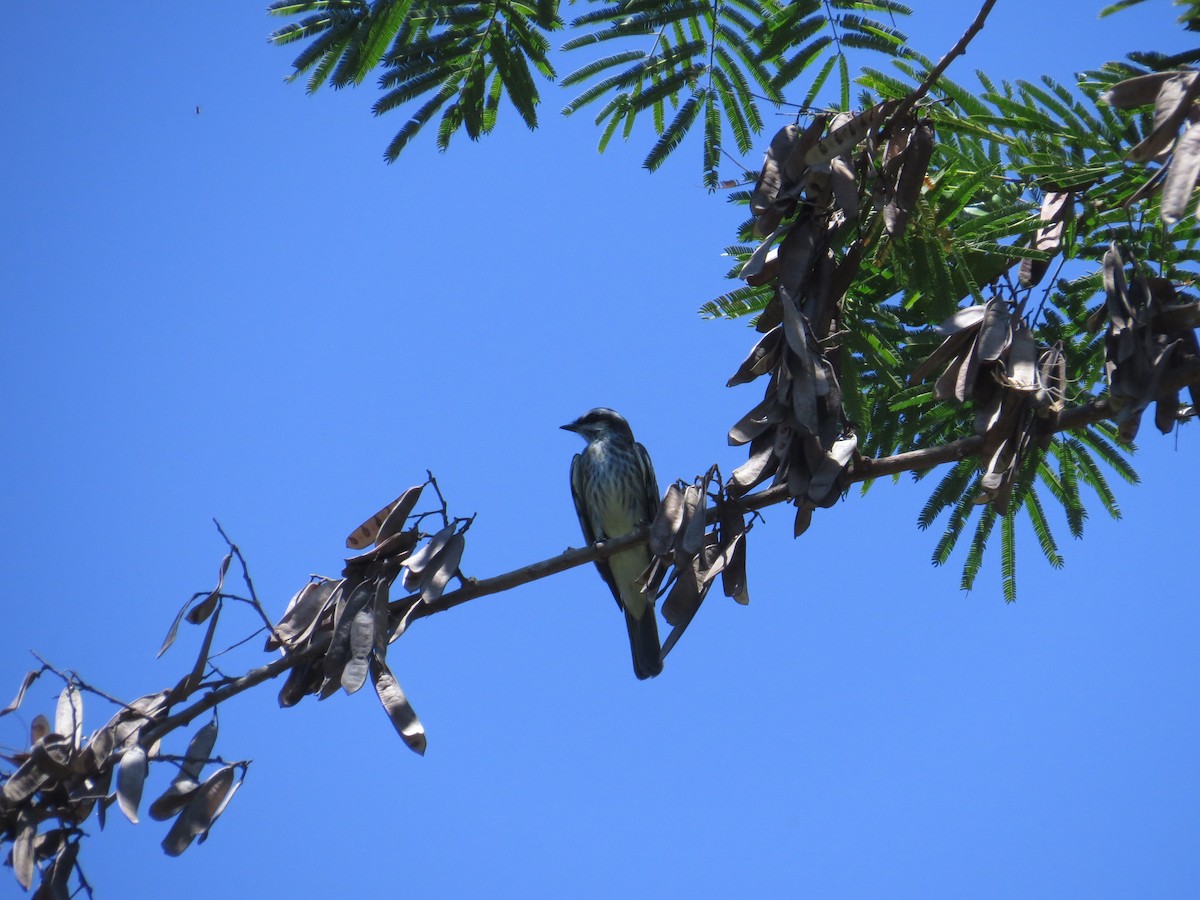 Variegated Flycatcher - ML138967081