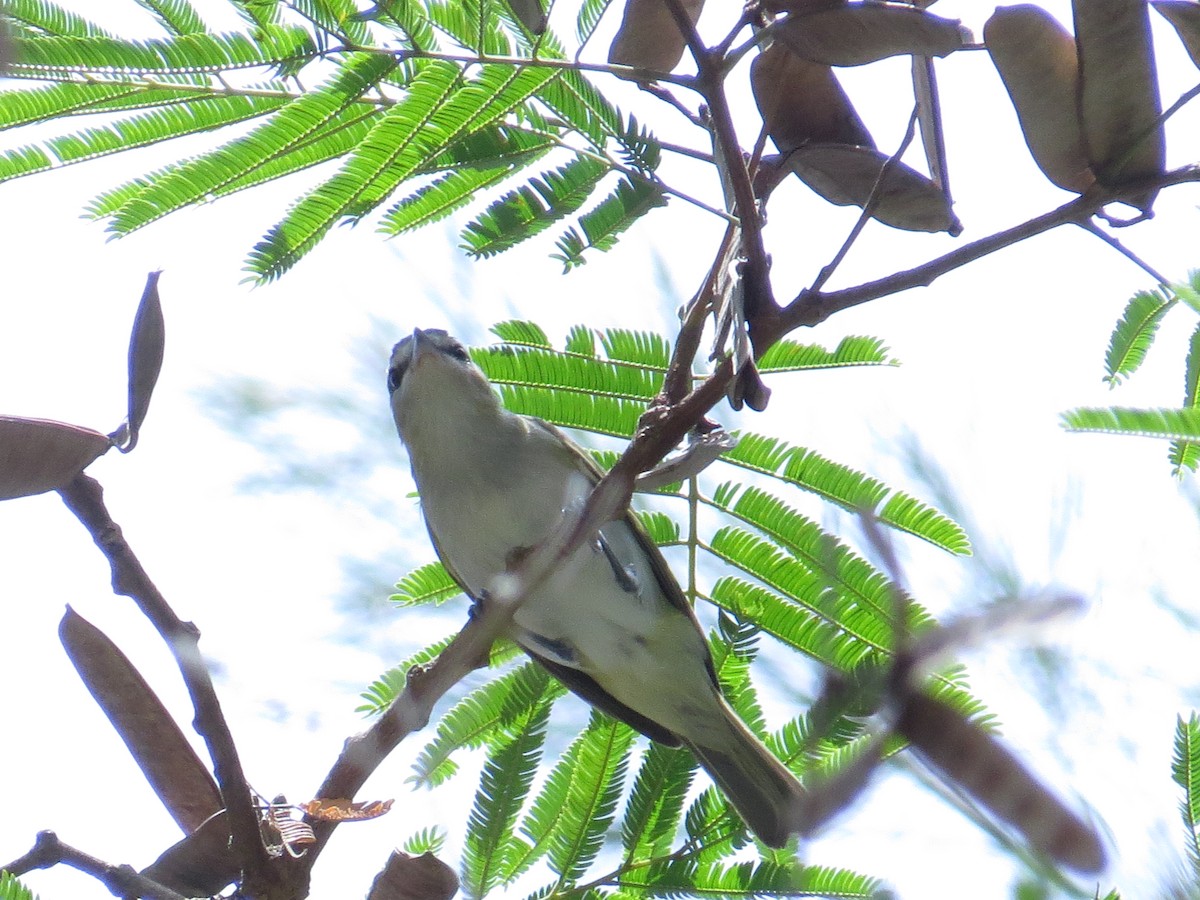 brunøyevireo - ML138967221