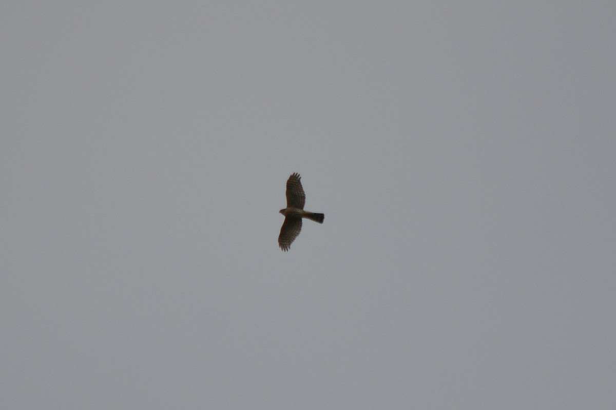 Sharp-shinned Hawk - Nick Tepper