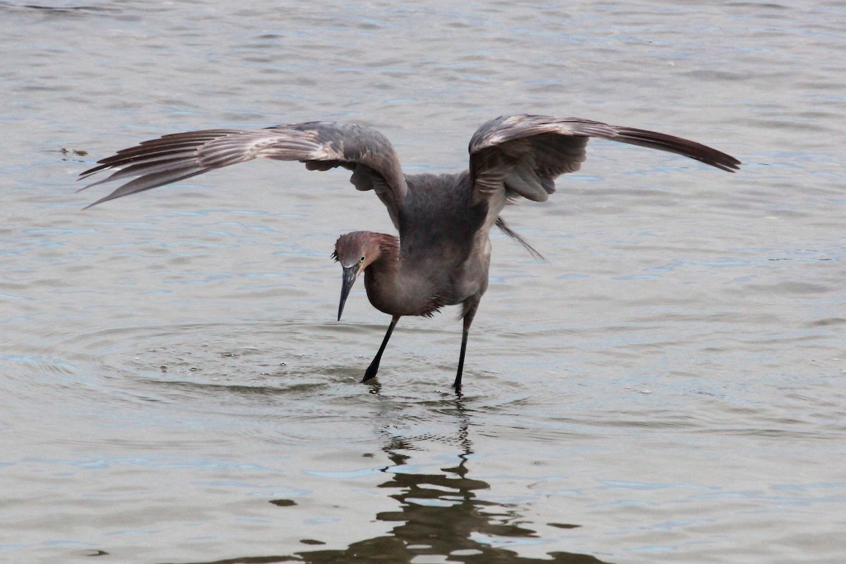 Reddish Egret - Tom Norville