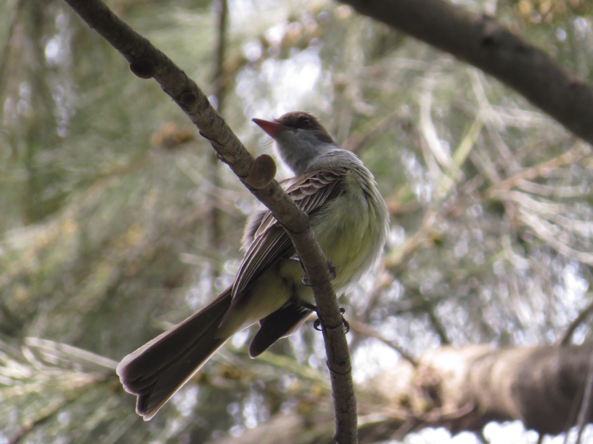 Swainson's Flycatcher - ML138967841