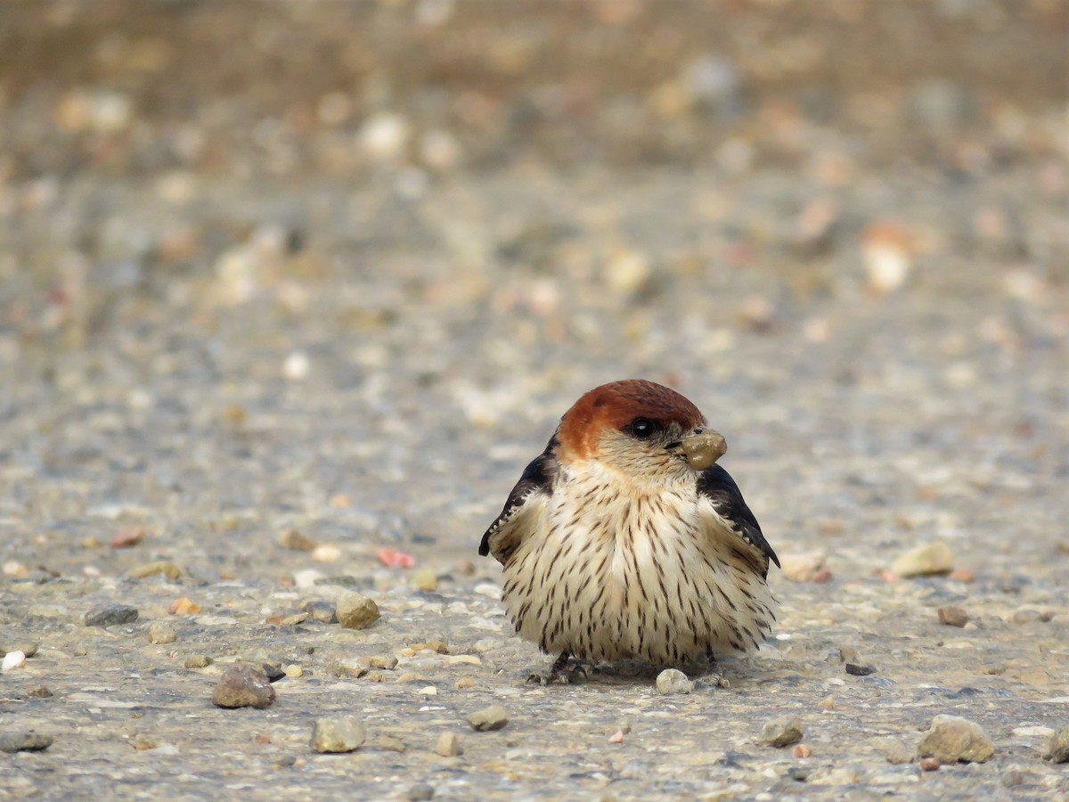 Greater Striped Swallow - Nicholas Fordyce - Birding Africa