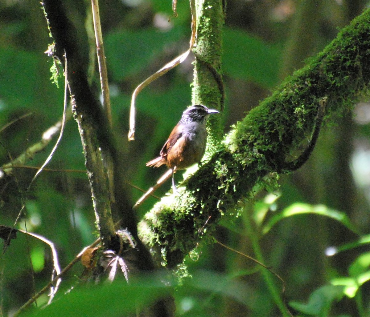 Gray-breasted Wood-Wren - ML138972651