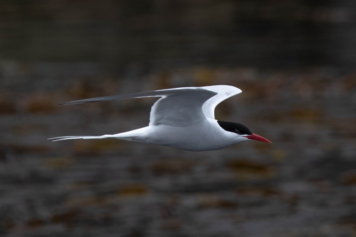 South American Tern - Ann Van Sant