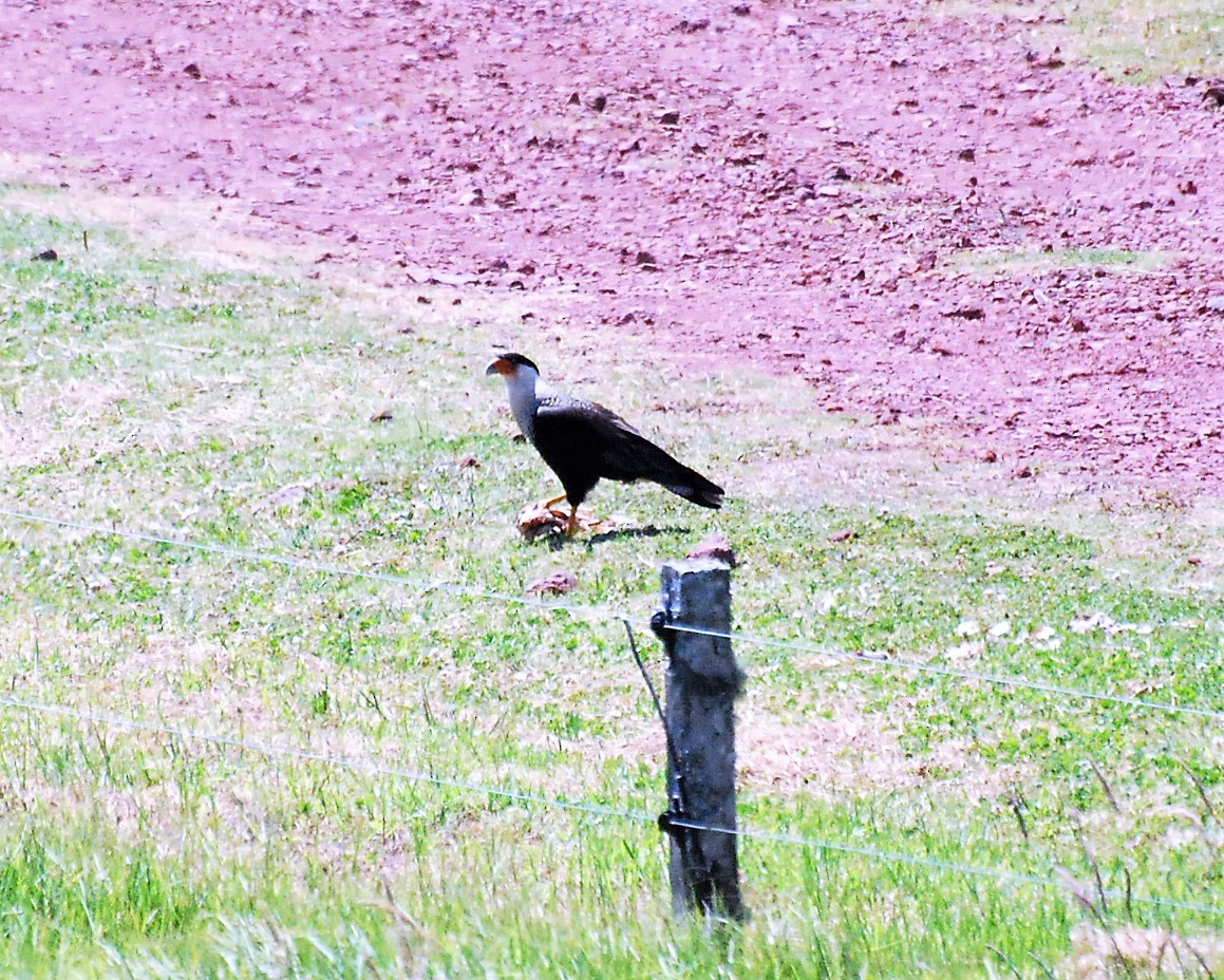 Crested Caracara (Northern) - manolo munoz