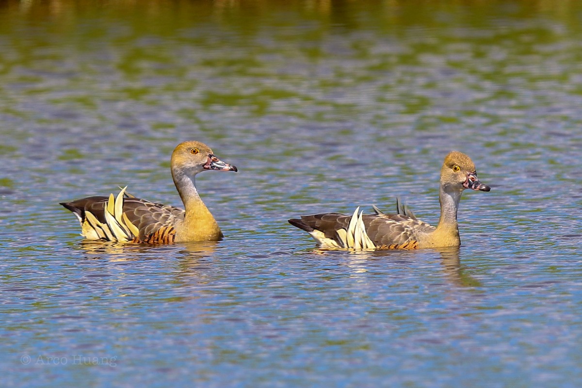 Plumed Whistling-Duck - ML138974881
